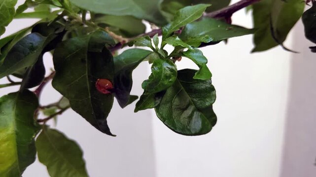 Small Ladybird Crawling On Lush Green Foliage