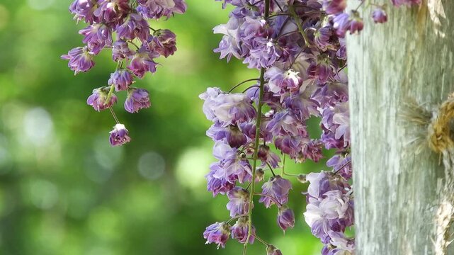 【4K】弘前公園に咲く珍しい八重咲きの藤：ブドウのように美しい八重藤の房。青森の優美な春のボタニカル映像　[4K] Rare Double-Flowered Wisteria in Hirosaki Park: Beautiful Purple Blooms, Spring in Aomori Japan 撮影日：20260514-1