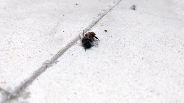 Dying Bee Struggling On Residential Patio Tiles