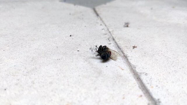 Dying Bee On Residential Patio Tiles