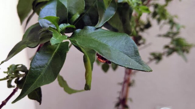 Insect Behavior Close Up Of Ladybug On Green Leaf