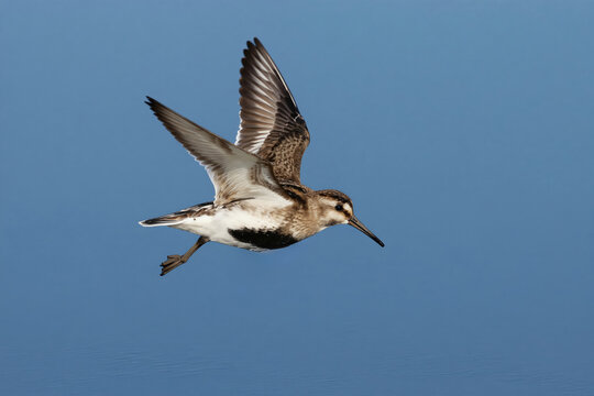 Small dunlin bird with brown speckled plumage flies over calm blue water. Wings are spread wide in flight. Bird has a long thin beak. Its legs are tucked up.