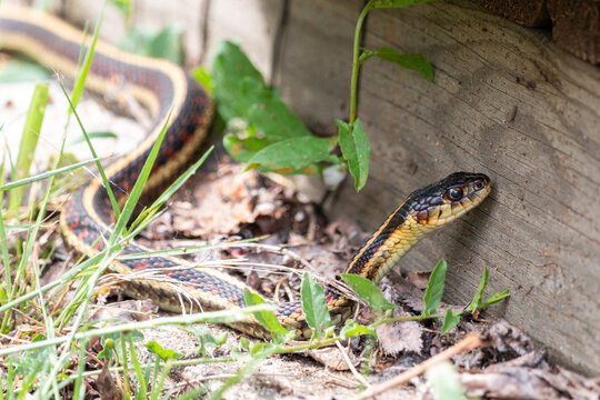 Common garter snake, Thamnophis sirtalis, beside a wooden building