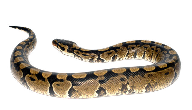 Ball python snake isolated on transparent background