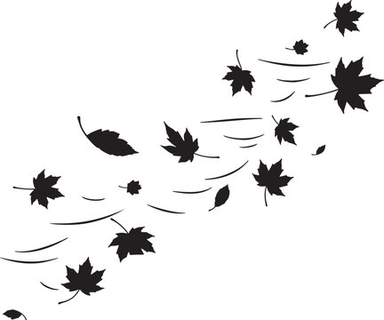 Black silhouette of falling maple leaves blowing in wind with seasonal