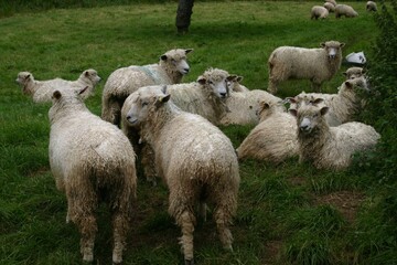 Flock of Sheep Resting in a Green Pasture © Flare