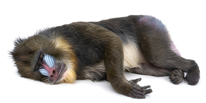 A monkey lies on the ground sleeping peacefully with closed eyes