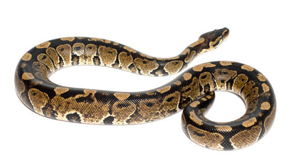 Naklejka premium Ball python snake, python regius, isolated on transparent background