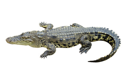 Fototapeta premium Full body shot of a crocodile isolated on transparent background
