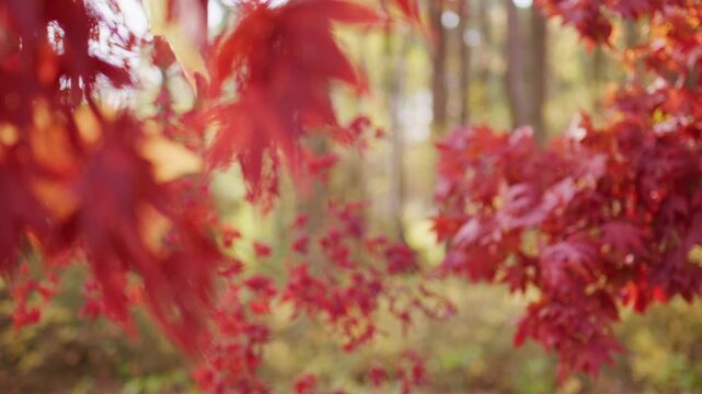 Autumn fall by nature. Fall nature colors. Golden fall movement. Autumn seasonal design. Autumnal mood. Maple leaves in autumn forest.