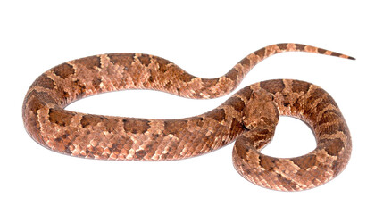 Naklejka premium Copperhead snake isolated on transparent background