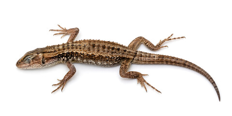 Naklejka premium A brown and black spotted lizard is crawling on a surface slowly.