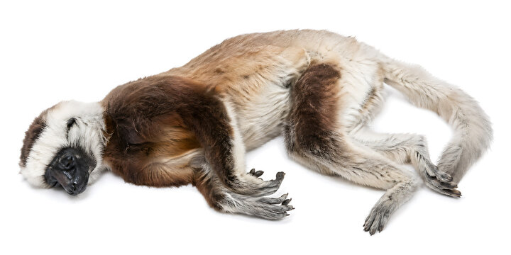 A lemur lies on its back in a relaxed position with eyes closed