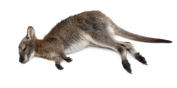 A kangaroo lies on its side in a natural relaxed position on plain background