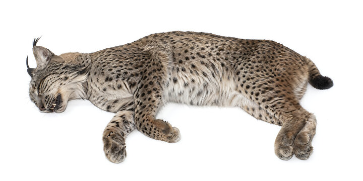 A bobcat lies sleeping peacefully on a plain surface in a natural environment.
