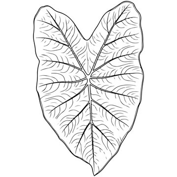 Vector of tropical leaf Nephthys's or caladium Syngonium podophyllum. Botanical illustration. Hand drawn elegance vector illustration for natural design. 
