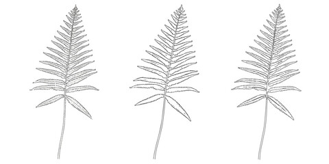 Vector three leaf fern outline, Fern leaves in black, Vintage vector botanical illustration. Fern leaf silhouette black and white © cmmedia99