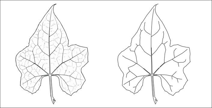 VIvy gourd ( Coccinia grandis) outline vector, Simple Illustration painting, Vegetable and herb hand drawn leaves isolated on a white background