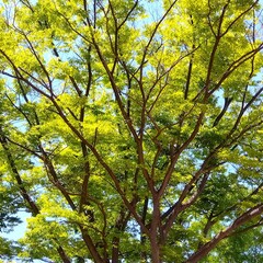 Fototapeta premium 初夏の朝の公園の新緑の欅と青空