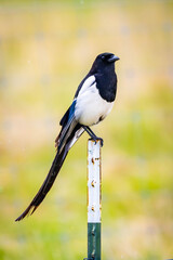 Obraz premium Wild Black Billed Magpie Bird Portrait Close Up