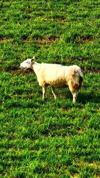 A sheep grazes on a vibrant green field, capturing rural life. Ideal for agricultural content or nature documentaries.