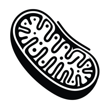 Mitochondria cell organelle structure diagram.