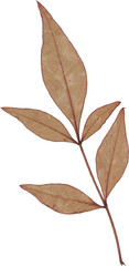 Brown Vintage Dry Twig With Leaves © Ksuview