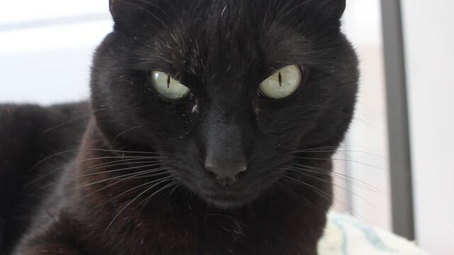 Close up of a black cat with watery green eyes and watery discharge looking at the camera