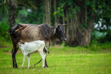 Fototapeta premium Cow suckling calf on the lawn long short