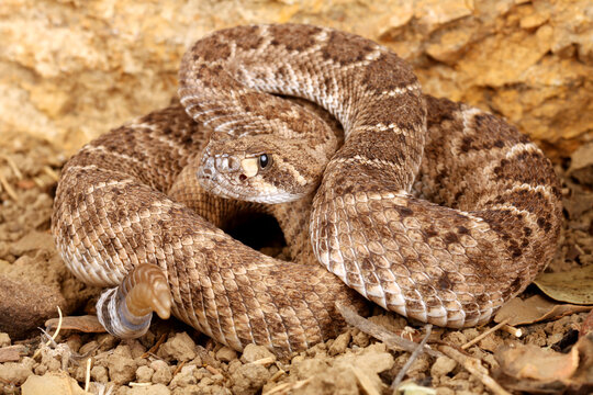 Western Diamondback Rattlesnake (Crotalus atrox)