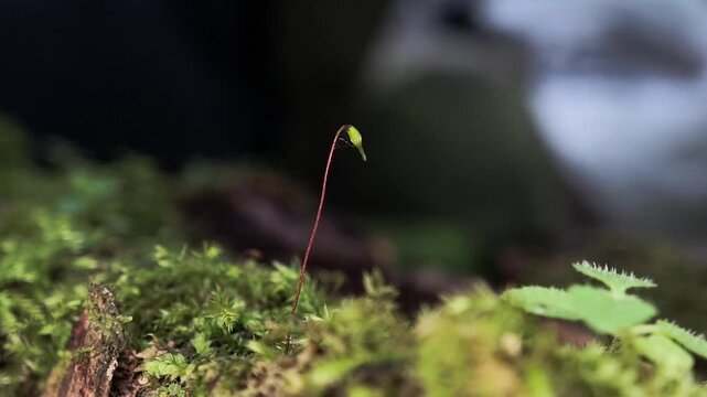 Macro close up of a moss spore capsule growing in a humid forest floor.