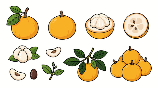 Santol Exotic Tropical Fruit Ripe Yellow Berries and Leaves Cartoon Vector Set