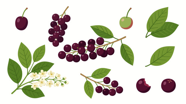 Set of Chokecherry Fruit, Berries, Blossoms, and Leaves Illustrations
