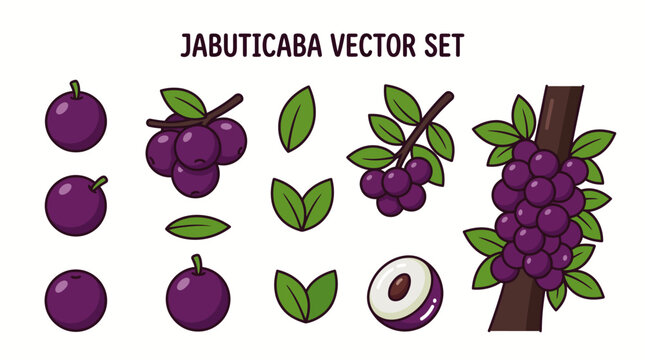 Cartoon Jabuticaba Vector Set &mdash; Isolated Brazilian Grape Tree Fruit, Branch, Leaf and Cross Section Illustrations