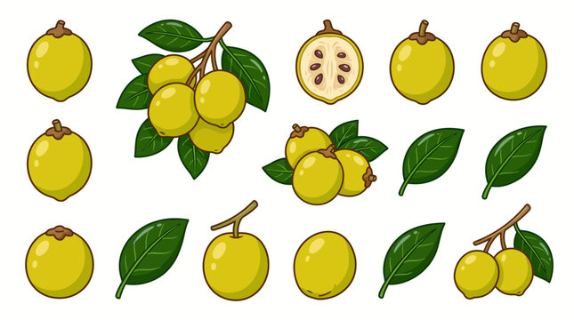 Mangaba Fruit Element Set Vector Illustration with Branch, Leaves, and Half Sliced Fruit