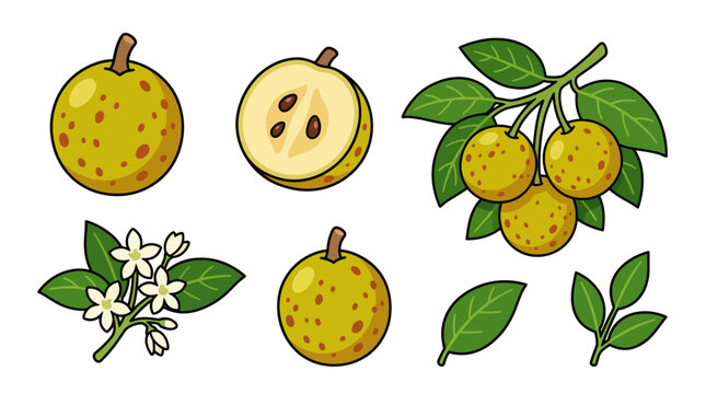 Mangaba Fruit Vector Illustration Set with Branch, Leaves, Sliced Half, and Blossoming Flowers