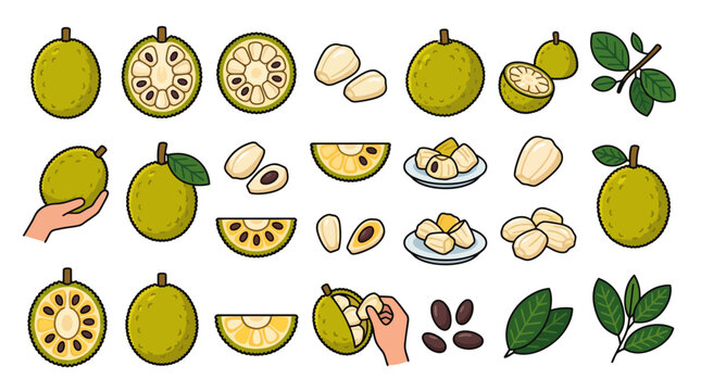 Marang Fruit Vector Icon Set with Hand Holding Fruit, Sliced Pieces, Seeds, and Leaves