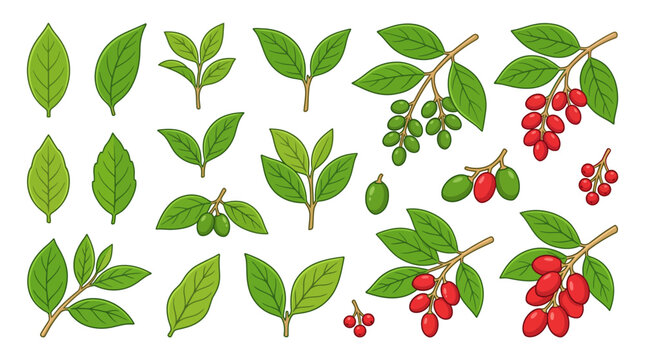 Melinjo Gnetum Gnemon Red and Green Seeds and Leaves Cartoon Vector Set