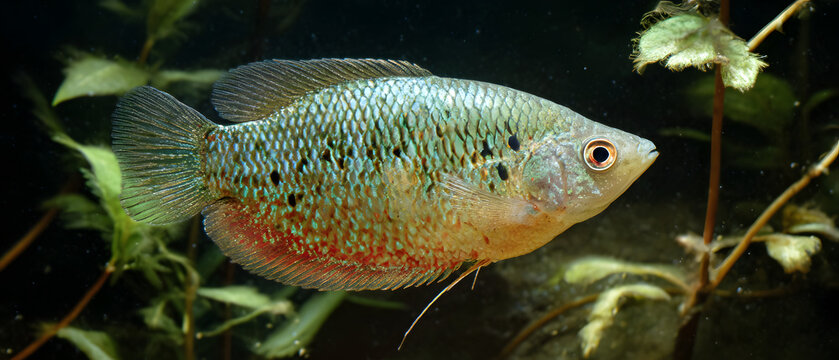 A male gourami fish in an aquarium, featuring dark green and red scales with black spots on its sides; an illustration of an aquatic animal.