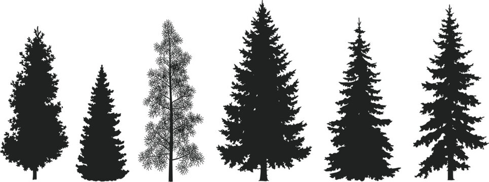 Collection of Black Silhouettes of Various Pine Trees coniferous background