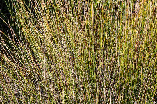 A dense cluster of wild grass or reeds. The thin, needle-like stalks tiny dark seed heads scattered throughout the tips under bright daylight.