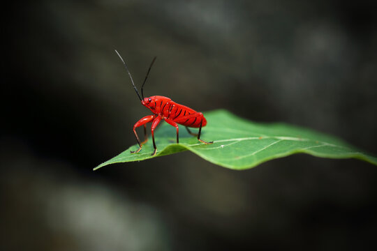 The red cotton bug or cotton stainer bug (Dysdercus cingulatus) belongs to the family Pyrrhocoridae.
