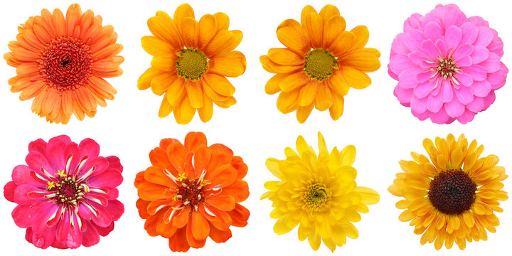 vibrant collection of colorful spring and summer flower blossoms, diverse variety isolated on a solid transparent background.