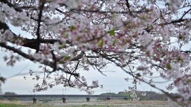 桜咲く愛知川を渡るN700Aとドクターイエロー （東海道新幹線 京都 - 米原, 2026年4月）