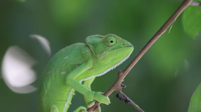 Indian chameleon, Chamaeleo zeylanicus, Odisha, India. Chameleon walking on a branch in forest. Head close-up.