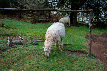 Naklejka premium Two sheep graze peacefully on a green hillside under a wooden fence, serene rural landscape