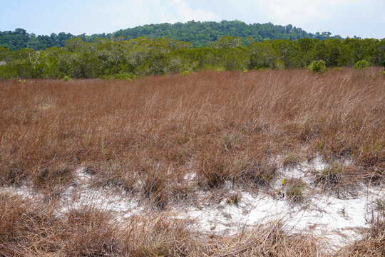 The savanna grassland of Thailand at Khao Na Yak, Phang Nga Province Thailand