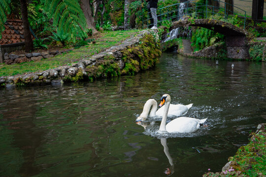 Graceful white swans swim calmly in a tranquil garden pond with lush green foliage and stone bridge