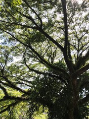 Fototapeta premium trees in the forest