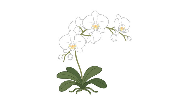 White Orchid Flower Plant Closeup.